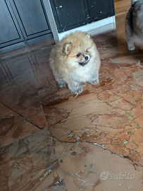 Spitz nano. Pomerania