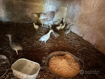 Animali da cortile