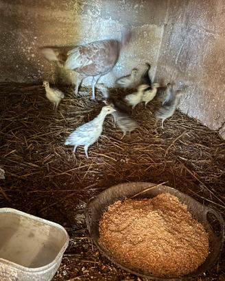 Animali da cortile