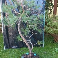 Bonsai pino silvestre