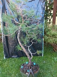Bonsai pino silvestre