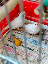 Coppia diamantini con nido e gabbia