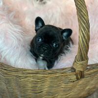 Bulldog francesi esotici