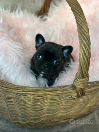 Bulldog francesi esotici