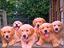 Immagine 4