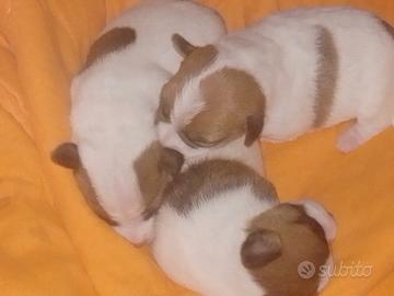Cuccioli jack russel