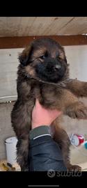 Cucciolo di pastore tedesco con pedigree