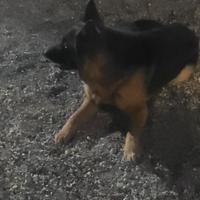 Femmina pastore tedesco