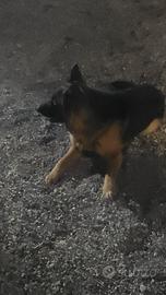 Femmina pastore tedesco