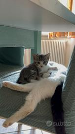 Gattini