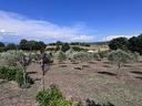ter-agricolo-a-trevignano-romano