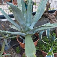 Agave blù America