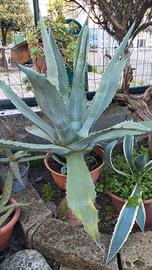Agave blù America