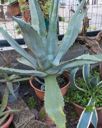 Agave blù America