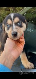 Cuccioli incrocio Husky simil Labrador