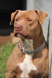 American pitbull terrier ukc