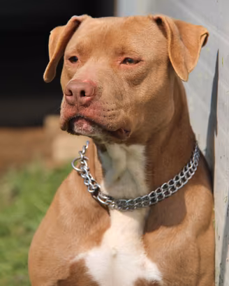 American pitbull terrier ukc