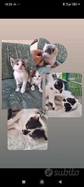 Meravigliosi gattini affettuosi