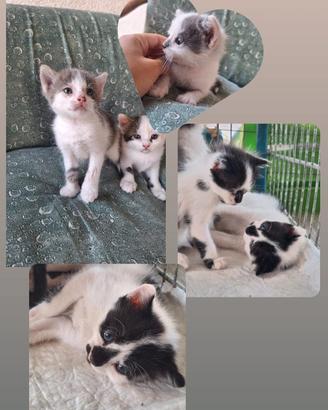 Meravigliosi gattini affettuosi