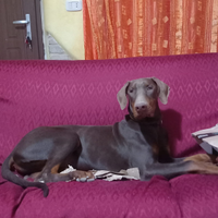 Dobermann