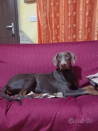 Dobermann