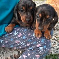 Maschietti Bassotto nano silver arlecchino