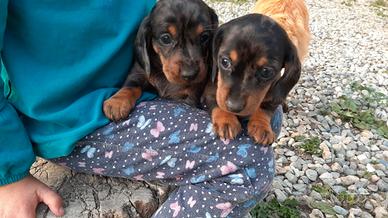 Maschietti Bassotto nano silver arlecchino