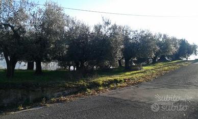 Terreno con Oliveto