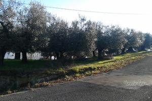 Terreno con Oliveto