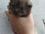 Immagine 6