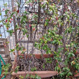 Pianta rampicante Rincospermo