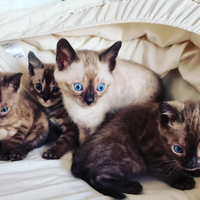 Cuccioli di bengala