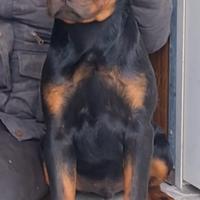 Rottweiler maschio cucciolo 3 mesi