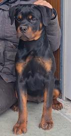 Rottweiler maschio cucciolo 3 mesi