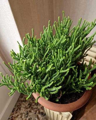 Crassula Muscosa