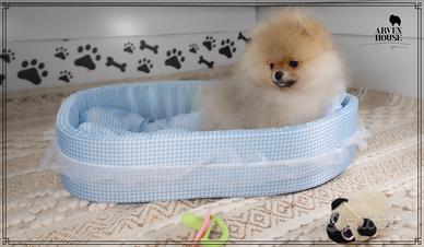 Volpino di Pomerania Toy - Spitz Nano Tedesco