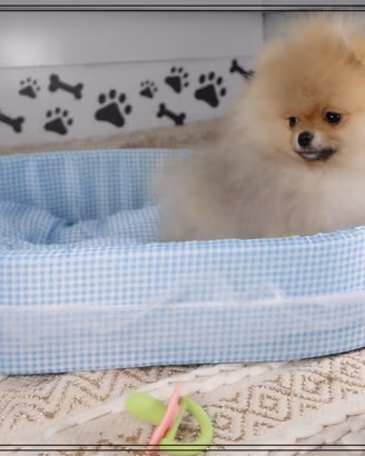 Volpino di Pomerania Toy - Spitz Nano Tedesco