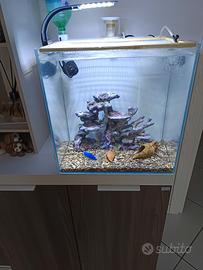 acquario mini reef