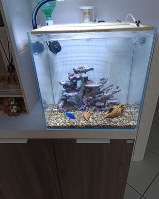 acquario mini reef
