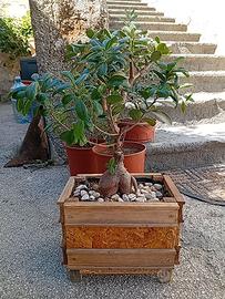 Bonsai ficus ginseng