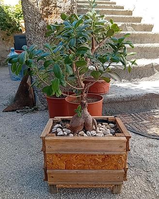 Bonsai ficus ginseng