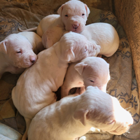 Cuccioli di dogo argentino