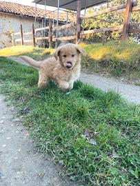 Golden retriever