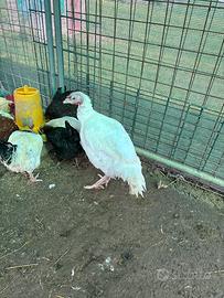 Tacchino femmina giovane