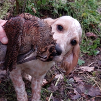 Cucciolo maschio di Setter Inglese