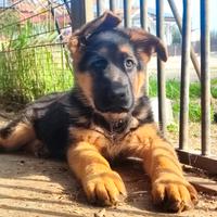 Femmina pastore tedesco