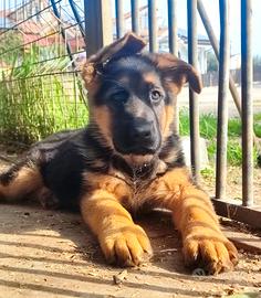 Femmina pastore tedesco