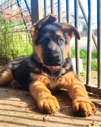 Femmina pastore tedesco