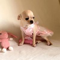 Chihuahua femmina con pedigree enci