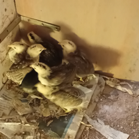 Galline Auracana pure